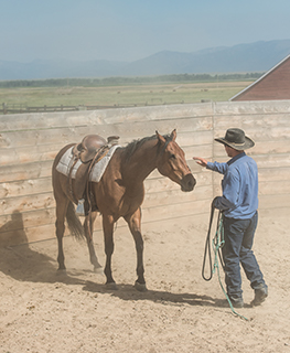 horse trainer