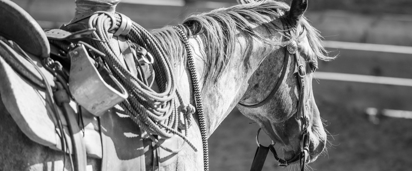 horseback training